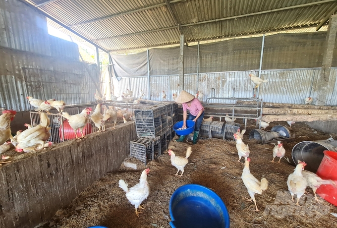 Chăn nuôi gà theo hướng an toàn sinh học giúp đàn vật nuôi của người nông dân xã Hợp Hòa, huyện Sơn Dương được tiêu thụ thuận lợi. Ảnh: Đào Thanh.