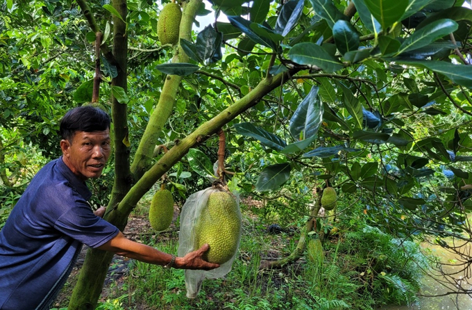 Huyện Cái Bè có diện tích cây ăn trái khoảng 25.000ha. Ảnh: Minh Đảm.
