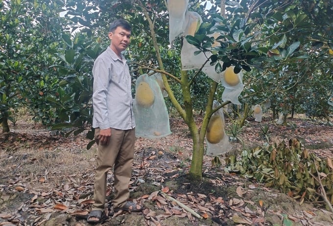 Vinh Long province boasts a large fruit tree farm in the Mekong Delta region. Photo: Kieu Nhi.