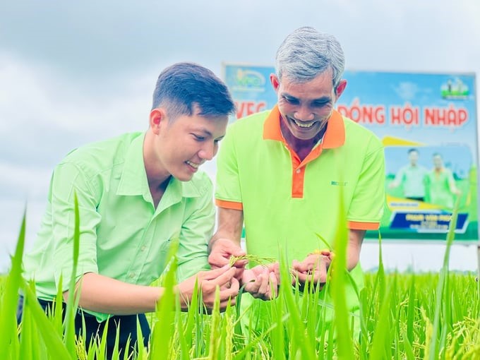 The technical staff of PAN Group’s units shares rice farming techniques with farmers. Photo: PAN.