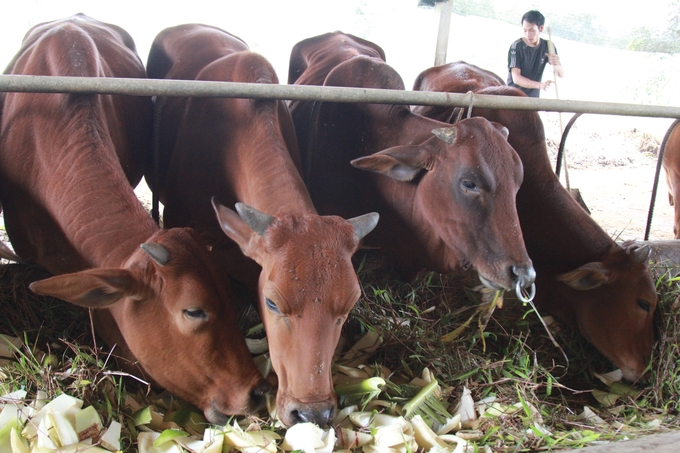 Các cơ sở chăn nuôi được khuyến cáo thực hiện vệ sinh tiêu độc, khử trùng chuồng trại định kỳ. Ảnh: Thanh Tiến.