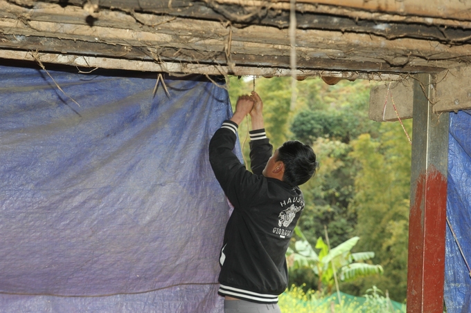 Việc che chắn khu vực chuồng nuôi để giữ ấm cho trâu bò đã được người dân các huyện vùng cao ở tỉnh Yên Bái thực hiện sớm. Ảnh: Thanh Tiến.