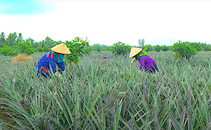 Quoc Thao Company has invested in a pineapple raw material area in Tra On district. Photo: Kieu Nhi.