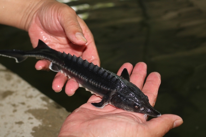 Healthy sturgeon seeds can limit the spread of disease during the farming process. Photo: H.D.