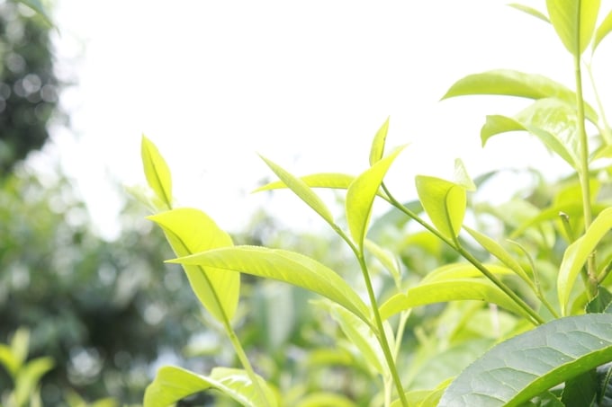 The ancient Shan Tuyet tea of Suoi Giang province has been likened to a heavenly bestowed treasure. Photo: Thanh Tien.