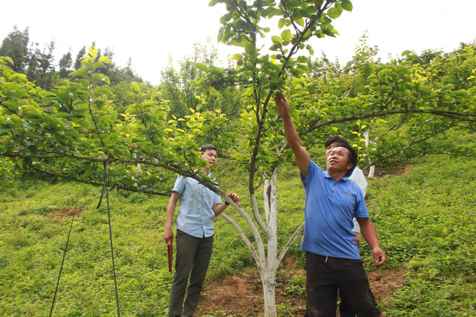 The extensive application of a comprehensive technical process for intensive temperate fruit tree farming helps increase value and income for local residents. Photo: TL.