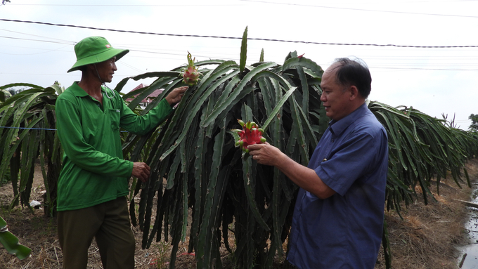 Mr. Nguyen Van Thanh (right cover) instructs cooperative members to care for dragon fruits according to GlobalGAP's direction. Photo: Tran Trung.