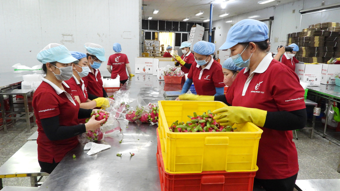 Công ty TNHH Hoàng Phát Fruit khẩn trương chuẩn bị thanh long xuất khẩu. Ảnh: Trần Trung.
