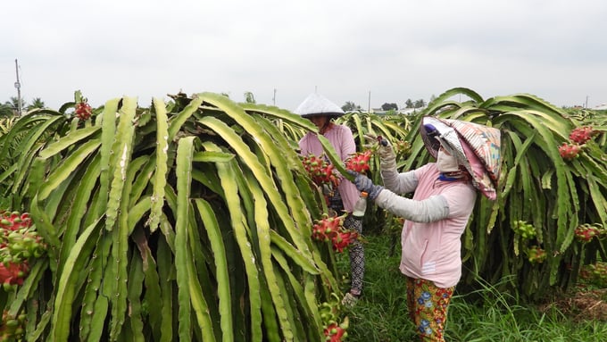 Long An dragon fruit growers proactively produce cleanly, meeting international standards. Photo: Tran Trung.