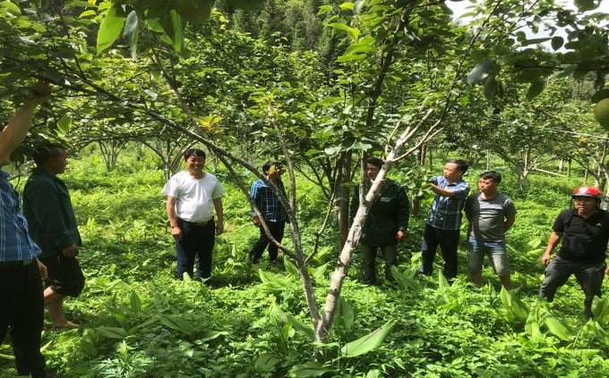 Officers from the Lao Cai province's Agricultural Extension and Agricultural Service Center providing guidance to farmers on pruning and fruit bagging. Photo: Luu Hoa.