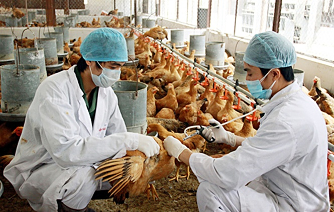 Đến năm 2026, Việt Nam cấm sử dụng kháng sinh trong thức ăn chăn nuôi để phòng bệnh, chỉ sử dụng trong thức ăn chăn nuôi để trị bệnh. Ảnh: TL. 