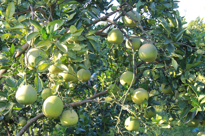 Thanks to switching to cultivation according to VietGAP standards, grapefruit has a beautiful design, delicious quality, and more flavor. Photo: Thanh Tien.