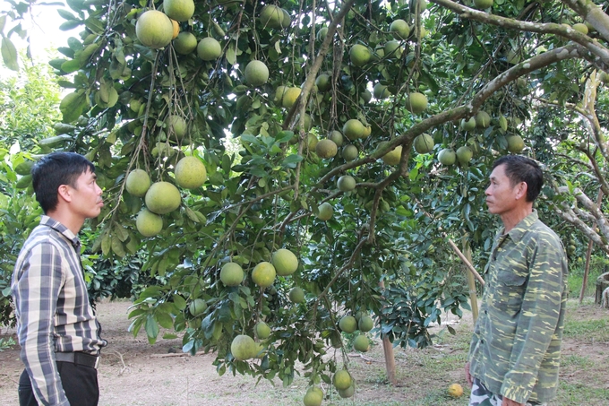 Focusing on organic production and VietGAP standards is the direction for developing fruit trees in Quy Mong commune. Photo: Thanh Tien.