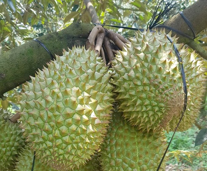 Durian exports have reached over 2 billion USD. Photo: Son Trang.