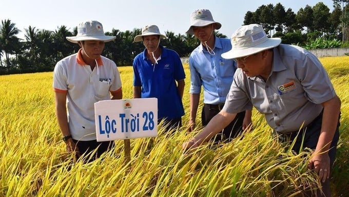 Giống lúa LT28 góp phần tạo nên thương hiệu gạo Việt chất lượng cao.