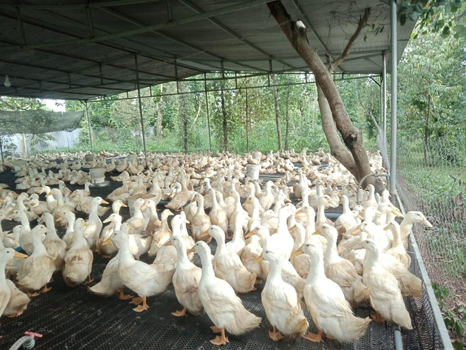 Ca Mau Sub-department of Livestock Production and Animal Health advises people to proactively prevent the spread of avian flu. Photo: Trong Linh.