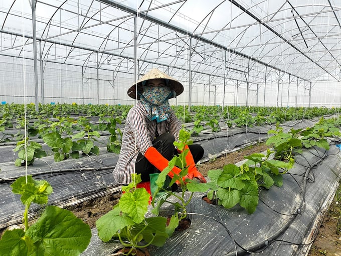 Vinh Long has many advantages in developing high-tech agriculture. Photo: Minh Dam.