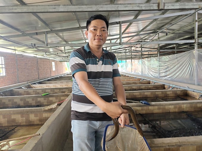 Vinh Long province strongly develops eel seed production based on high technology applications. Photo: Minh Dam.