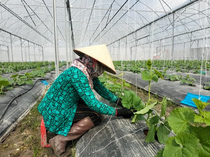 Vinh Long holds significant potential for the development of high-tech agriculture. Photo: Kieu Nhi.