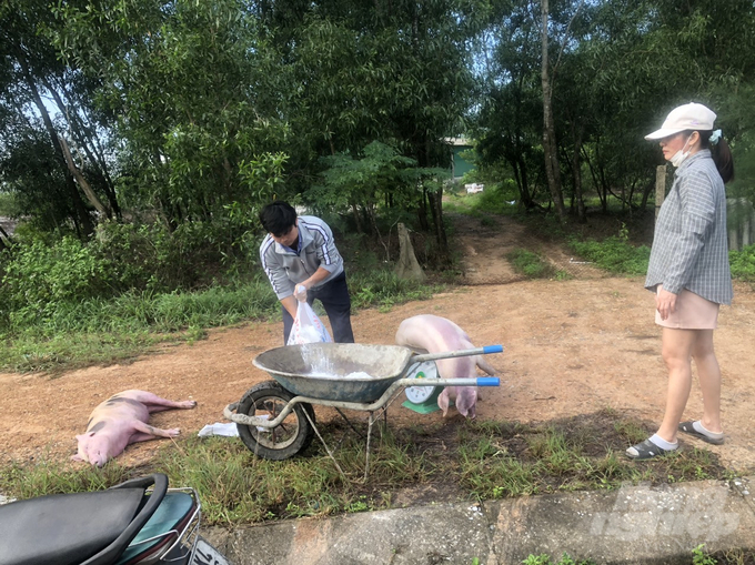 African swine fever spread to 7/10 districts, cities and towns in Quang Tri. Authorities had to destroy over 1,100 pigs, equivalent to 51 tons of meat. Photo: Vo Dung.