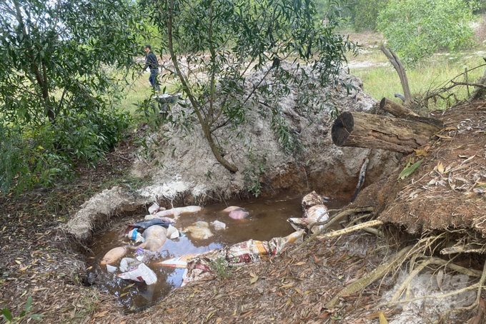 The burial pit for sick pigs in Quang Tri is filled with water because of the sandy coastal area. Photo: Vo Dung.