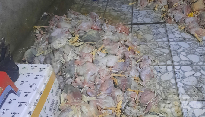 If not detected early, these rotten chickens will be 'enchanted' and consumed at spontaneous markets, collective kitchens or roadside shops. Photo: Le Binh.