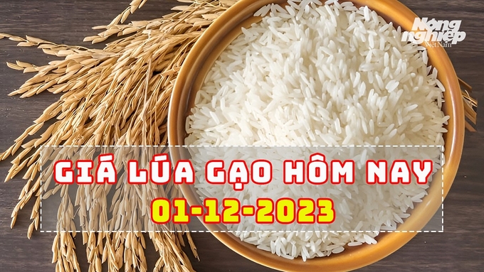 Cập nhật giá lúa gạo hôm nay 1/12/2023 mới nhất ở trong nước