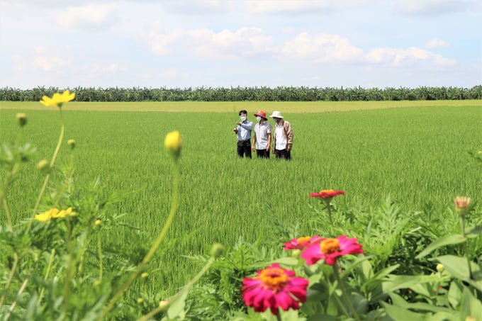 The Prime Minister approved the Sustainable Development Project of 1 million ha specializing in high-quality, low-emission rice cultivation associated with green growth in the Mekong Delta until 2030.