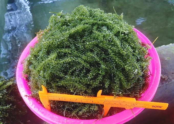 Rong nho biển có giá trị kinh tế cao, đang được trồng khá phổ biến ở Việt Nam. Ảnh: Anh Duy.