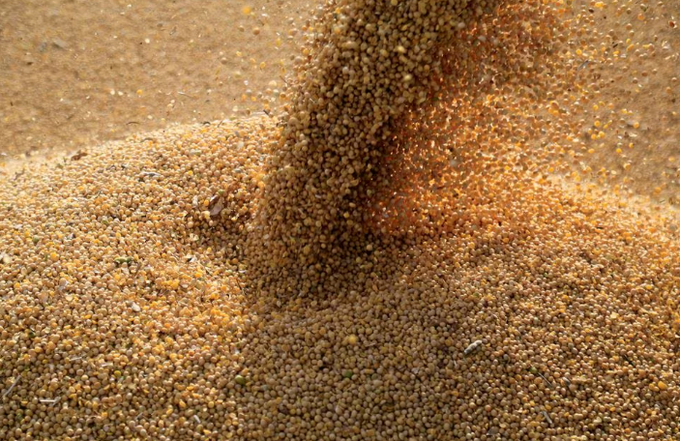 Soybeans are loaded on to a truck on February 17, 2020. Photo: REUTERS/Jorge Adorno