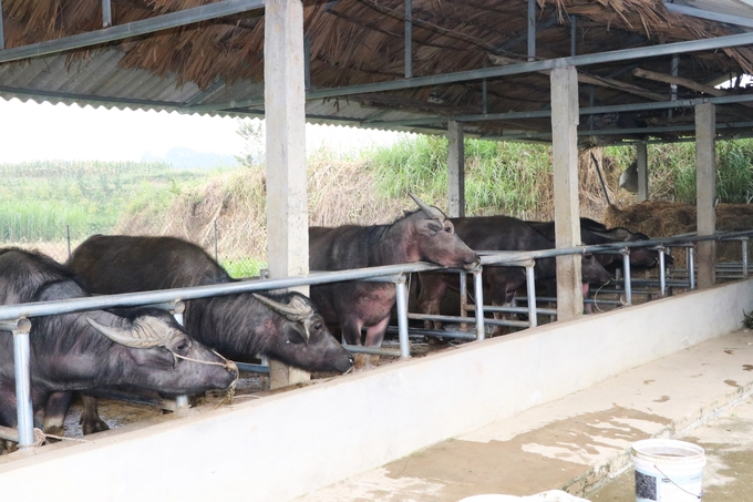 Nguồn thức ăn sạch, đảm bảo dinh dưỡng và làm tốt công tác phòng chống dịch bệnh là yếu tố then chốt giúp nông hộ chăn nuôi thành công. Ảnh: Thanh Tiến.