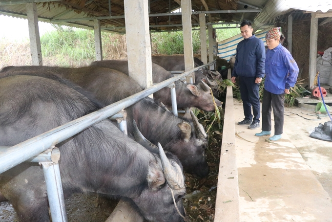 Chăn nuôi đại gia súc quy mô hàng hóa mang lại thu nhập ổn định cho hàng trăm hộ dân ở tỉnh Yên Bái. Ảnh: Thanh Tiến.