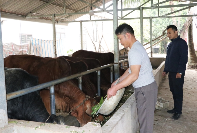 Tổng đàn đại gia súc của Yên Bái hiện có gần 140.000 con. Ảnh: Thanh Tiến.