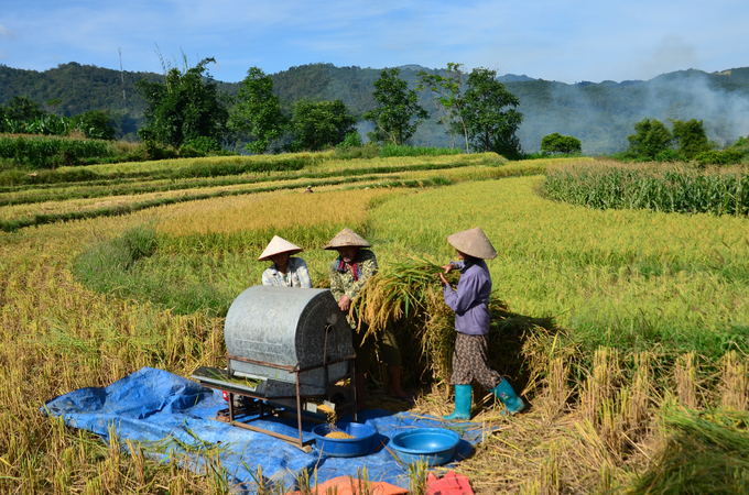 Tuốt lúa ngay tại ruộng. Ảnh: NNVN.