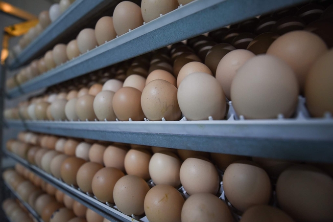 Australia mới đưa ra thông báo về SPS liên quan đến sản phẩm trứng gà. Ảnh: Tùng Đinh.