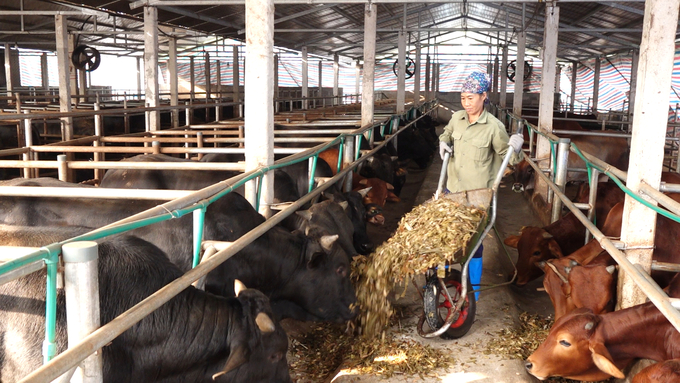 Ngô sinh khối ủ chua đem lại nhiều lợi ích cho hệ tiêu hóa của gia súc. Ảnh: Quang Linh.