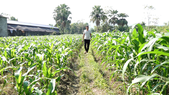 Cánh đồng trồng ngô sinh khối của HTX nông nghiệp công nghệ cao Phú Lương. Ảnh: Quang Linh.