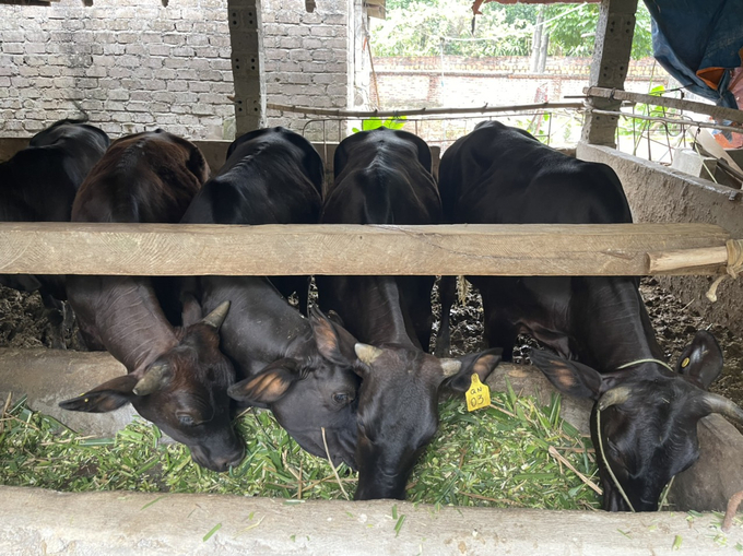 Theo đánh giá của Trung tâm Khuyến nông tỉnh, bò lai 3B sinh sản là giống bò thịt đặc biệt có cơ bắp phát triển siêu trội; khả năng thích nghi cao. Bò đực trưởng thành xuất chuồng (thời gian 2 năm) đạt trọng lượng 1.100-1.250kg; bò cái trưởng thành đạt 750-800kg (trọng lượng cao gấp đôi so với bò lai sind). Sau hơn 1 năm triển khai hỗ trợ mô hình, đến nay, bò lai 3B sinh sản phát triển tốt.