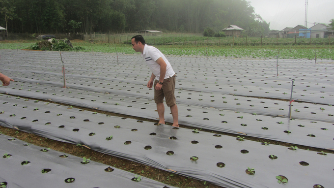 Dùng màng nông nghiệp phủ luống trước gieo trồng cải củ ở xã Quyết Chiến, huyện Tân Lạc (Hòa Bình) để giữ ẩm đất, hạn chế cỏ dại. Ảnh: Hải Tiến.