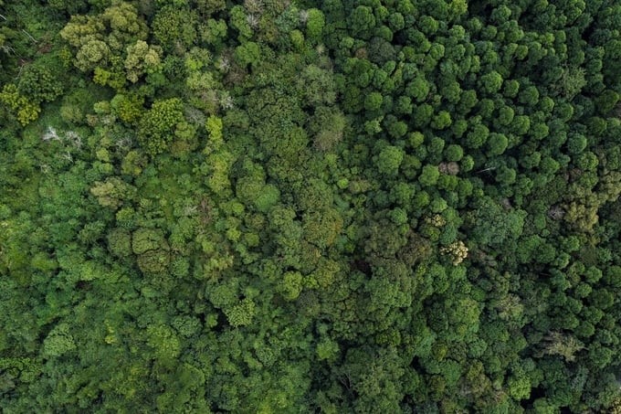 The wild beauty of the flora in Cuc Phuong National Park. Photo: Tung Dinh.