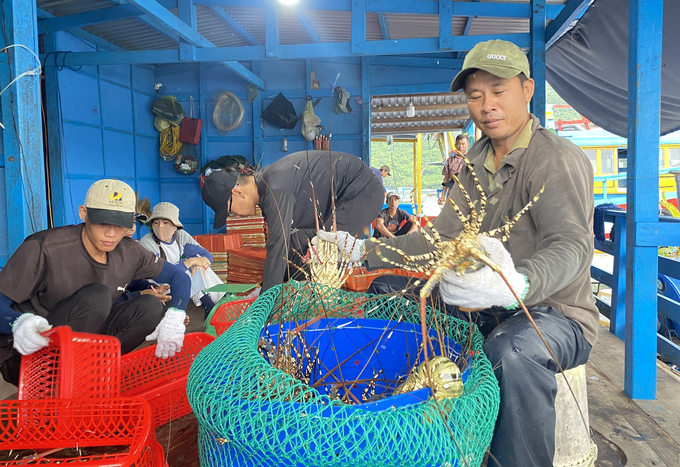 The problem with exporting ornate rock lobster to China recently is not customs procedures or food safety or animal quarantine. Photo: Kim So.