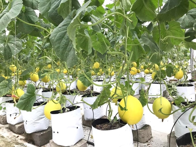 High-tech melon growing model of Song Gia Cooperative. Photo: Dinh Muoi.