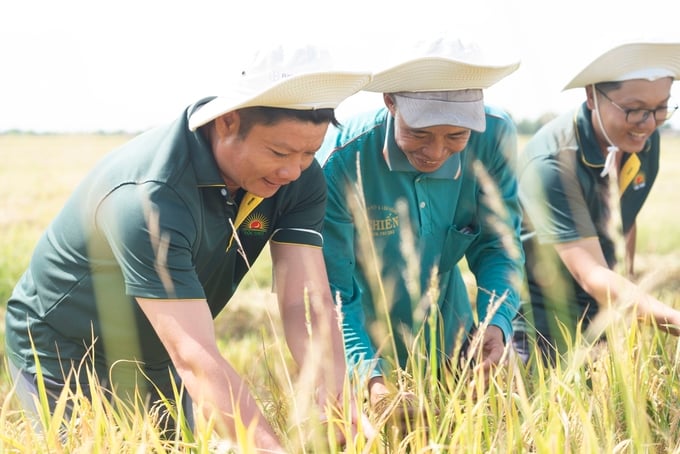 Kỹ sư nông nghiệp của Lộc Trời cùng nông dân thăm đồng lúa chín.