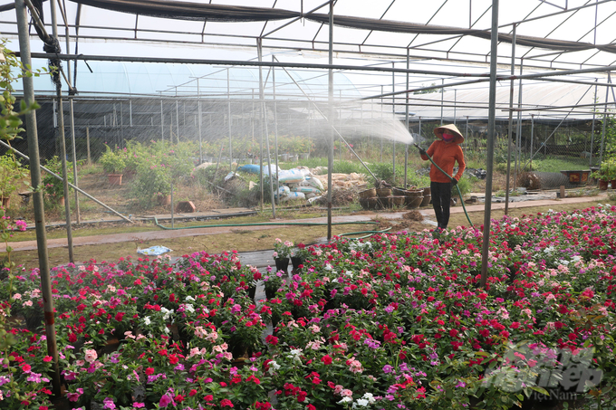 Xã Xuân Quan có hơn 80% diện tích đất nông nghiệp được trồng hoa, cây cảnh, cây công trình. Ảnh: Hưng Giang.