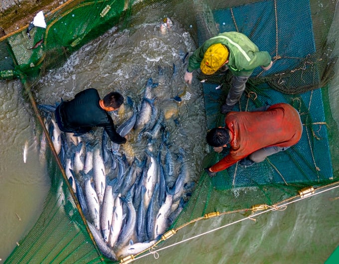 Black carp raising in Lap Le commune, Thuy Nguyen district. Photo: Dinh Muoi.