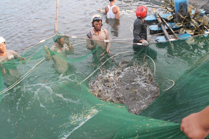 Although the province possesses great potential, Hai Phong's seafood export output in recent years has not been much. Photo: Dinh Muoi.