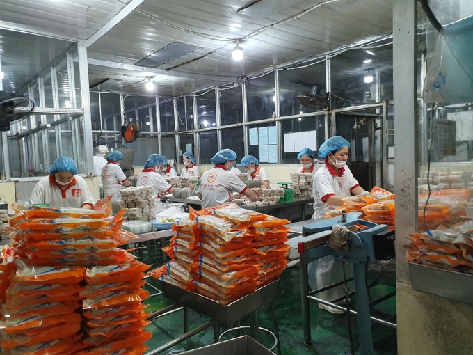 Basic processing enterprises are still small-scale, many of which cannot meet export requirements. Photo: Dinh Muoi.