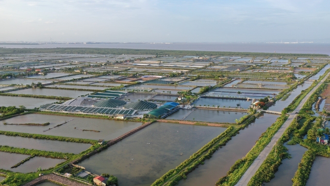 High-tech white shrimp farming area in Tan Thanh ward, Duong Kinh district. Photo: Dinh Muoi.