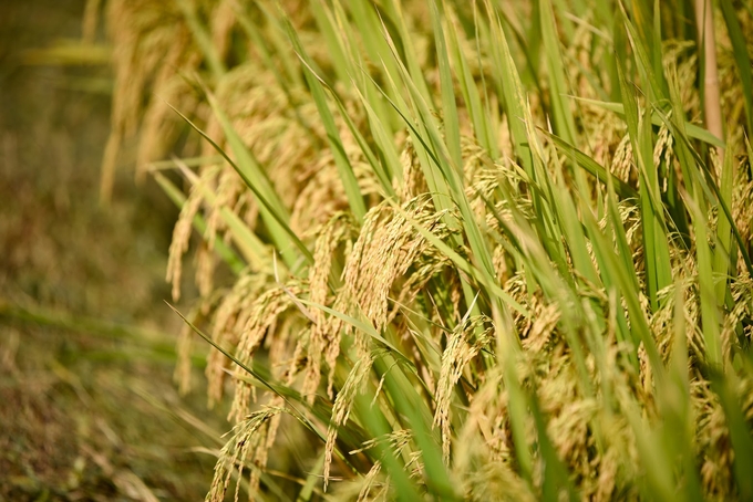 The International Festival of Vietnam Rice Industry - Hau Giang 2023 opens up opportunities to introduce potential, production strengths, rice grain quality and create momentum to promote national rice trade. Photo: TL.