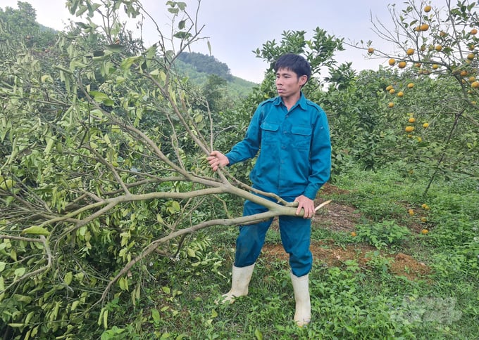 Dịch bệnh hoành hành đã khiến không ít hộ dân trồng cây ăn quả có múi ở vùng Bắc Trung Bộ lao đao, phải phá bỏ vườn cây. Ảnh: Việt Khánh.